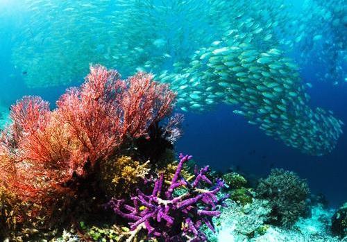 Sorong and Raja Ampat Tour 5 Days - 