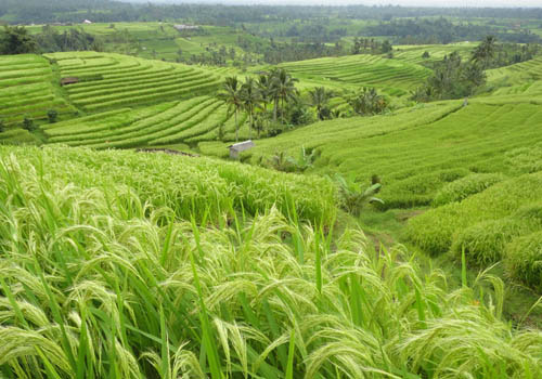 Jatiluwih and Batukaru Temple Tour - 