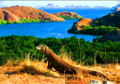 Komodo Adventure 3 Days 2 Nights - 