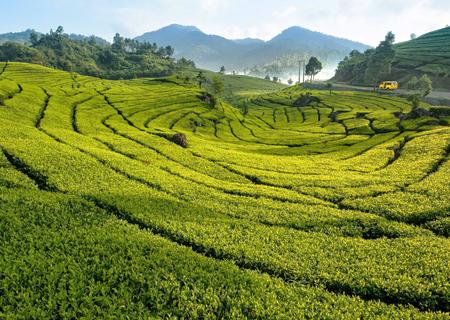 The Breeze of Puncak Bogor Highlands - 