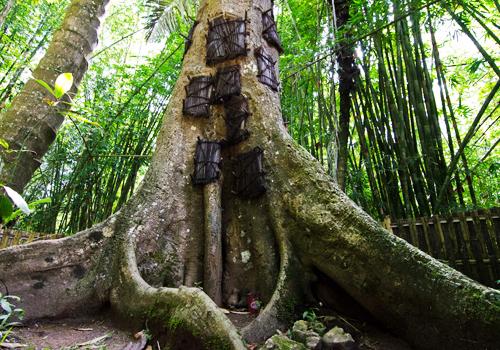 South Sulawesi Tour 8D7N - 