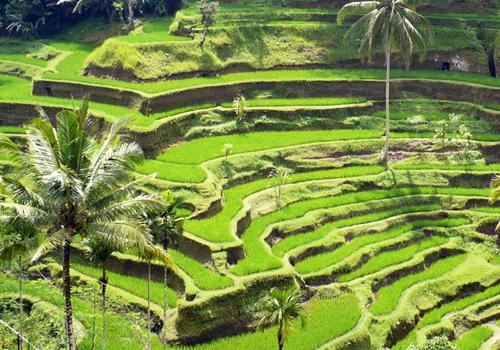 Ubud Village and Tegalalang Tour - 