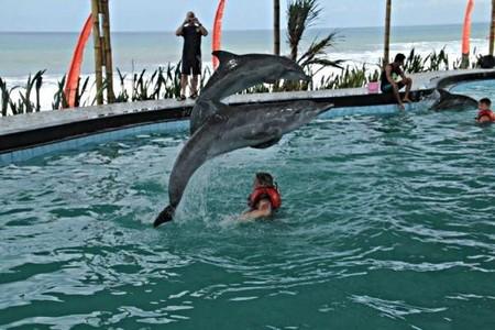 Wake Bali Dolphin - 
